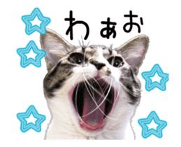 Funny expressive moving cat sticker #13456813