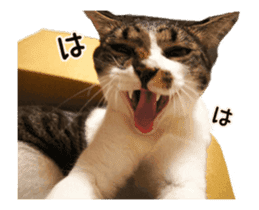 Funny expressive moving cat sticker #13456814