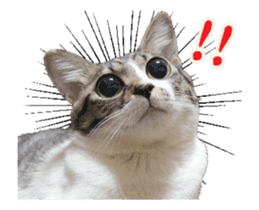 Funny expressive moving cat sticker #13456815