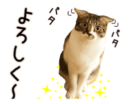 Funny expressive moving cat sticker #13456816