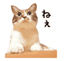 Funny expressive moving cat sticker #13456818