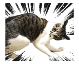 Funny expressive moving cat sticker #13456823