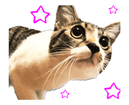 Funny expressive moving cat sticker #13456824