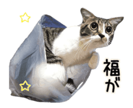 Funny expressive moving cat sticker #13456826