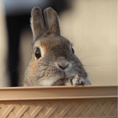 Nose Rabbit Konatsu