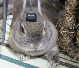 Nose Rabbit Konatsu sticker #13457239