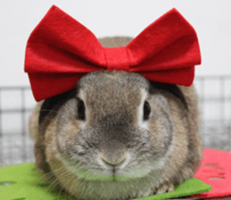 Nose Rabbit Konatsu sticker #13457240