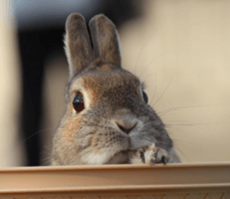 Nose Rabbit Konatsu sticker #13457244