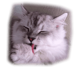 Lovely cat "Shelly" sticker #13457430