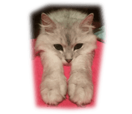 Lovely cat "Shelly" sticker #13457442