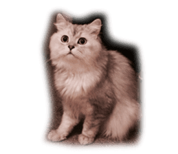 Lovely cat "Shelly" sticker #13457444