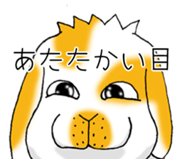 Muu-chan of Holland Lop sticker #13457844