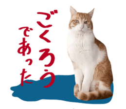 Bossy cat,POPO sticker #13461030