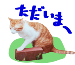 Bossy cat,POPO sticker #13461031