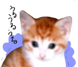 Bossy cat,POPO sticker #13461032