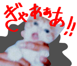 Bossy cat,POPO sticker #13461033