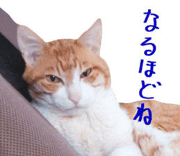 Bossy cat,POPO sticker #13461034