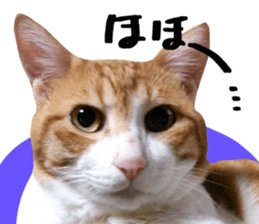 Bossy cat,POPO sticker #13461035