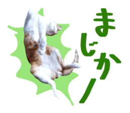 Bossy cat,POPO sticker #13461036