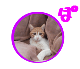 Bossy cat,POPO sticker #13461037