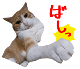 Bossy cat,POPO sticker #13461038