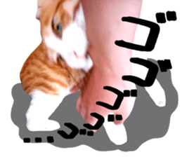 Bossy cat,POPO sticker #13461039