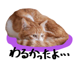 Bossy cat,POPO sticker #13461040