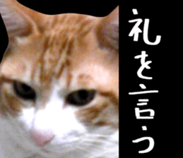 Bossy cat,POPO sticker #13461041