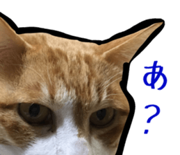 Bossy cat,POPO sticker #13461042