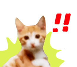 Bossy cat,POPO sticker #13461044