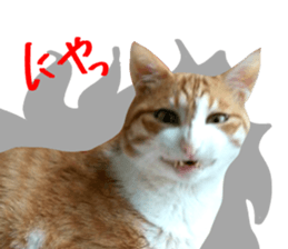 Bossy cat,POPO sticker #13461047