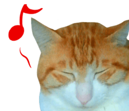 Bossy cat,POPO sticker #13461049