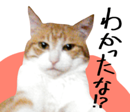Bossy cat,POPO sticker #13461050