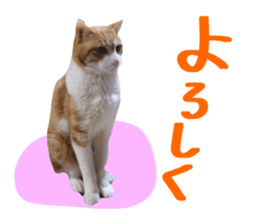 Bossy cat,POPO sticker #13461051