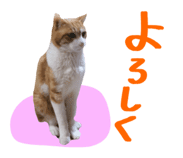 Bossy cat,POPO sticker #13461051