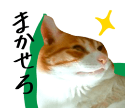 Bossy cat,POPO sticker #13461052