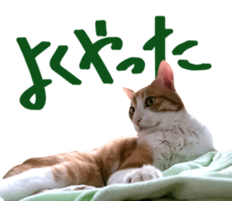 Bossy cat,POPO sticker #13461053