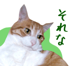 Bossy cat,POPO sticker #13461054