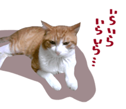 Bossy cat,POPO sticker #13461057