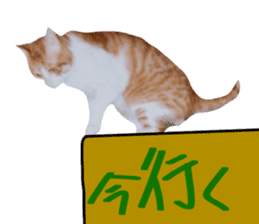 Bossy cat,POPO sticker #13461061
