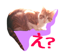 Bossy cat,POPO sticker #13461063