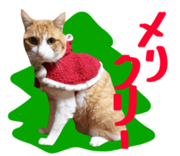 Bossy cat,POPO sticker #13461065