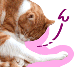 Bossy cat,POPO sticker #13461066