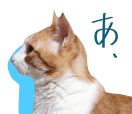 Bossy cat,POPO sticker #13461067