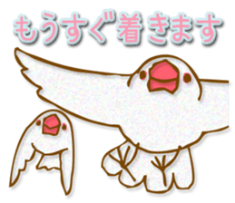 Outing java sparrows sticker #13461364