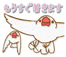 Outing java sparrows sticker #13461364