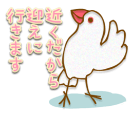 Outing java sparrows sticker #13461377