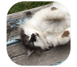 Fluffy Moko-chan sticker #13463334