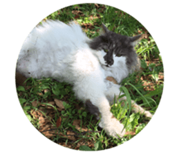 Fluffy Moko-chan sticker #13463335