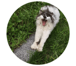 Fluffy Moko-chan sticker #13463337